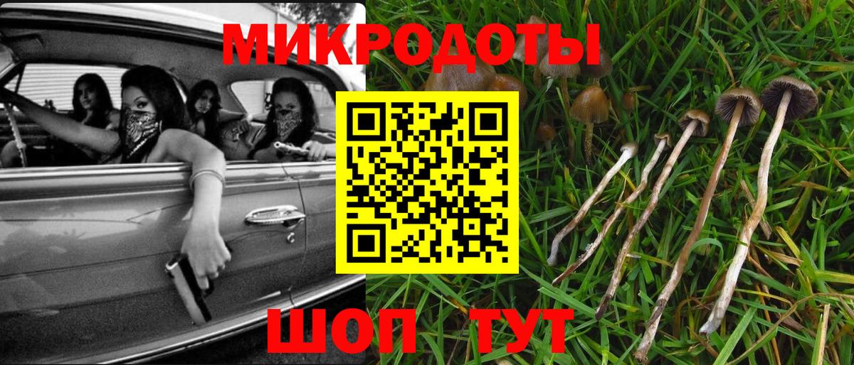 Псилоцибиновые грибы Psilocybe Родники